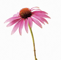 Purple Coneflower, Echinacea.