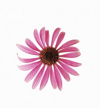 Purple Coneflower, Echinacea.