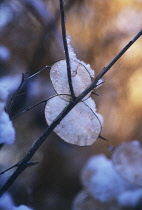 Honesty, Lunaria annua.