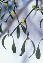 Mistletoe, Viscum album.