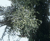 Mistletoe, Viscum album.