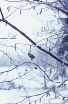 Hazel, Cob-nut, Corylus avellana.