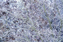 Viburnum, Viburnum opulus.