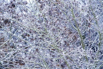 Viburnum, Viburnum opulus.