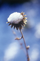 Globe Thistle, Echinops.