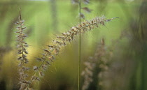 Purplefountaingrass, Pennisetum.