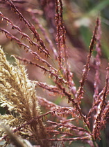 Siren Japanese Silvergrass, Miscanthus sinensis 'Sirene'.