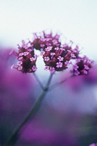 Verbena, Brazilian verbena, Verbena bonariensis.