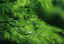 Japanese Maple, Acer palmatum dissectum.