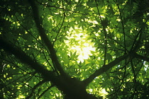 Japanese Maple, Acer palmatum.