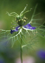 Love-in-a-mist, Nigella damascena-.