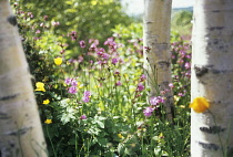 Birch, Betula jacquemontii.