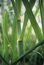 Sugarcane, Saccharum officinarum.
