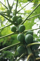 Papaya, Carica papaya.