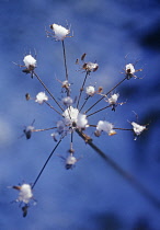 Hogweed, Heracleum sphondylium.