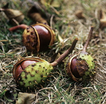 Horse Chestnut, Conker, Aesculus hippocastanum.