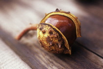 Horse Chestnut, Conker, Aesculus hippocastanum.