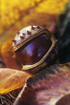 Horse Chestnut, Conker, Aesculus hippocastanum.