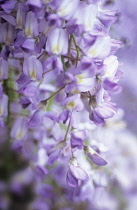 Wisteria.