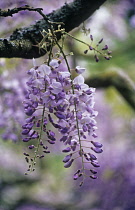 Wisteria.