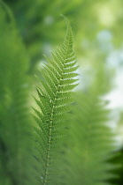 Fern.