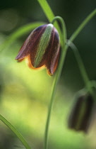 Fritillary, Fritillaria messanensis.