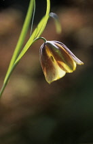 Fritillary, Fritillaria lusitanica.