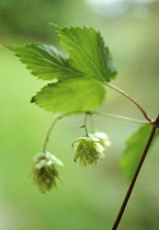 Hop, Humulus lupulus.