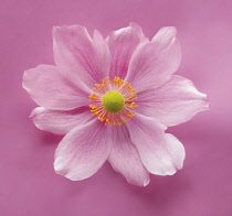 Anemone, Japanese anemone, Anemone japonica-.