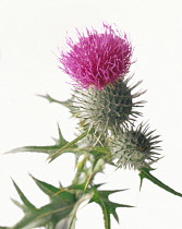 Thistle, Spear thistle, Scotch thistle, Bull thistle, Cirsium vulgare.