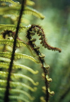 Fern, Wallich's wood fern, Dryopteris wallichiana.