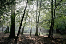 Beech, Fagus sylvatica.