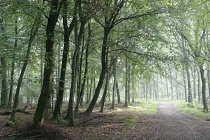 Beech, Fagus sylvatica.