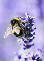 Lavender, Lavandula.