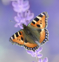 Lavender, Lavandula.