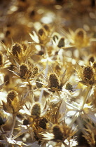 Sea Holly, Eryngium yuccifolium.