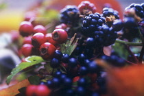 Blackberry, wild, Rubus fruticosus.