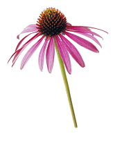 Echinacea, Purple coneflower, Echinacea.