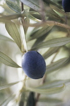 Olive, Olea europea.