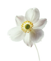 Anemone, Japanese anemone, Anemone japonica-.