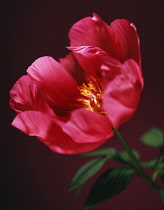 Peony, Paeonia.