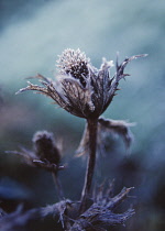 Sea Holly, Miss Wilmott's ghost, Eryngium giganteum 'Miss Wilmott's ghost'.