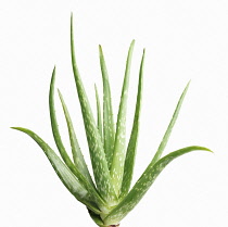 Aloe Vera.