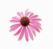 Echinacea, Purple coneflower, Echinacea.