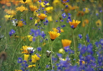 Marigold, Calendula officinalis.