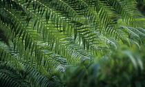 Fern.