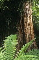 Fern.