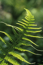 Fern.