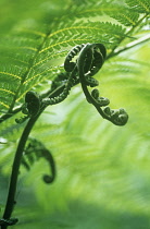 Fern, Tree fern, Dicksonia antarctica.