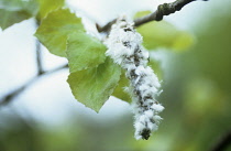 Aspen, Populus tremula.